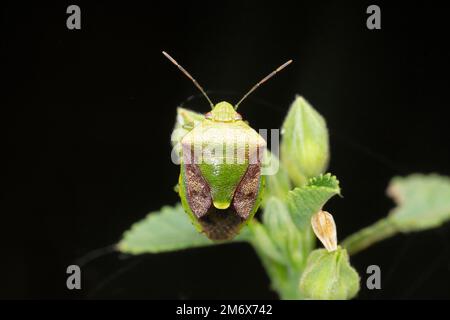 Stinkfieber, Chinavia halaris, Satara, Maharashtra, Indien Stockfoto