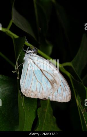 Indischer Wanderer Schmetterling, Pareronia Hippia, Satara, Maharashtra, Indien Stockfoto