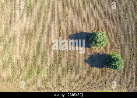 Olivenbäume auf einem gepflügten Ackerfeld. Land bereit für den Anbau Stockfoto