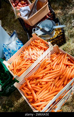 Ein Haufen sortierter roher junger, orangefarbener Karotten in Holzkisten, die auf dem Grasgrund platziert werden. Stockfoto