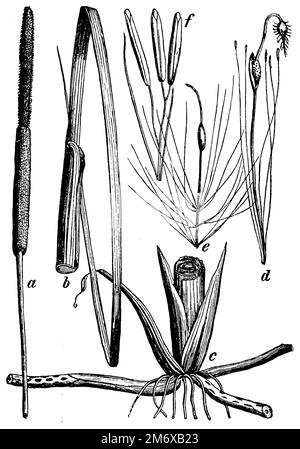 Bulrush, Typha latifolia, (Botanisches Buch, 1898), Breitblättriger Rohrkolben, Massette à grösste Fehilles Stockfoto