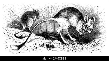 Ägyptischer Grosser Jerboa, Jaculus orientalis, (Enzyklopädie, 1891), ägyptische Springmaus, Grande gerboise d'égypte Stockfoto