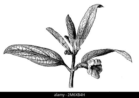 Sesam, Sesamum indicum SYN. Sesamum orientale, (Enzyklopädie, 1891), Sesampflanze, sésame Stockfoto