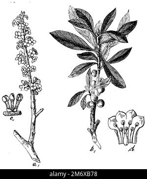 Februar daphne, ein Twoq mit Blumen, b mit Blättern und Früchten, c Blüten, d die Blume aufgeschnitten und verteilt. Daphne mezereum, (Botanisches Buch, ca. 1900), Seidelbast, A Zweiq mit Blüten, b mit Blättern und Früchten, c Blüten, d die Blüte aufgeschnitten und ausgebreitet, bois-jolia Deuxq avec des Fleurs, b avec des feuilles et des Fruits, c Fleurs, d La Fleur Coupée et étalée Stockfoto