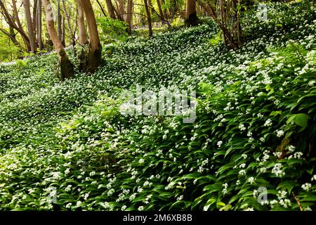 Bärlauchwald in Sommerset, England Stockfoto