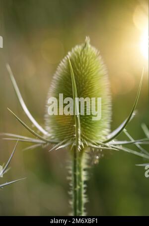 Die Blume des wilden Kardons ( Dipsacus fullonum) auf einer Wiese. Stockfoto