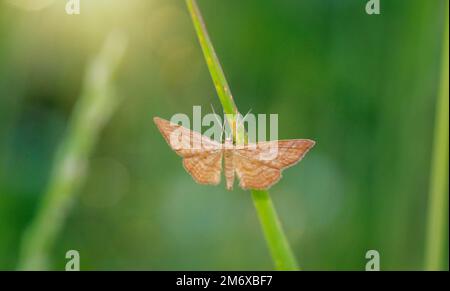Eine heidnische Motte auf einem Grashalm auf einer Wiese. Stockfoto
