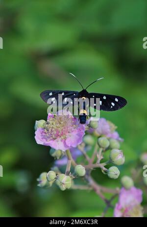 Fegea amata Schmetterling Stockfoto