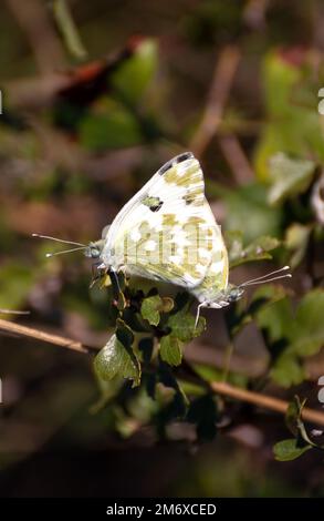 Pontia edusa Schmetterling Stockfoto