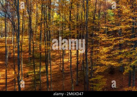 Heller Herbstwald in den Bergen Stockfoto