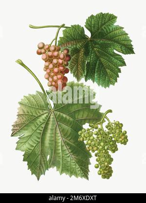 Vektor der Weinrebe Stock Vektor