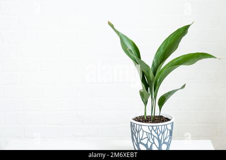 Eine neue Aspidistra-Nahaufnahme. Eine Hauspflanze mit steifen Blättern, die aus dem Boden wächst. Stockfoto