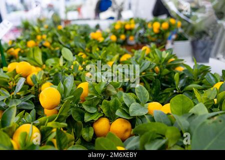 Mandarinenbaum in einem Blumentopf mit Früchten auf dem Regal eines Blumenladens. Pflanzentangerine für den Innenbereich, als Geschenk kaufen, zu Hause wachsen Stockfoto