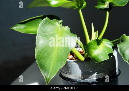 Philodendron-Rugosum-Nahaufnahme im Innenraum. Hauspflanzenanbau und Pflege von Zimmerpflanzen Stockfoto