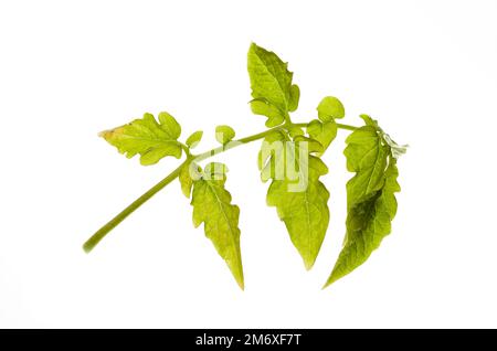 Frische organische Tomatenblätter, isoliert auf weißem Hintergrund. Grünes Blatt reifer Tomaten, Nahaufnahme Stockfoto