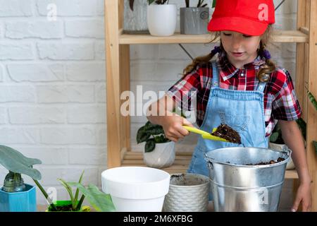 Ein Mädchen transplantiert einen Potted Houseplant Philodendron in einen neuen Boden mit Drainage. Topfpflanzenpflege, Bewässerung, Düngung, Hand Stockfoto