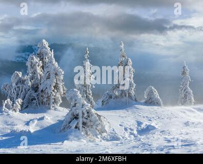 Eisige verschneiten Tannen auf Winter Morgen Hügel bei windigem Wetter bewölkt. Stockfoto
