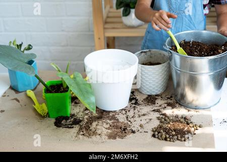 Ein Mädchen transplantiert einen Potted Houseplant Philodendron in einen neuen Boden mit Drainage. Topfpflanzenpflege, Bewässerung, Düngung, Hand Stockfoto