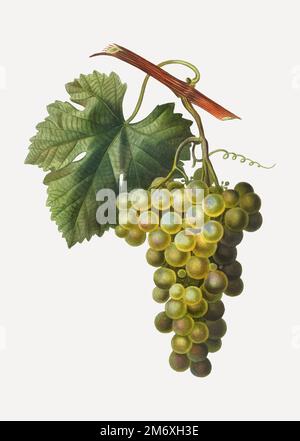 Vektor der Weinrebe Stock Vektor