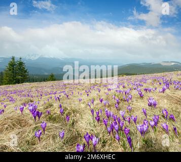 Farbenfrohe violette Blüten von Crocus heuffelianus (Crocus vernus) im Frühling Karpaten-Hochplateau-Tal, Stockfoto