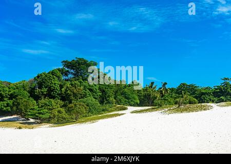 Weiße Sanddünen bedeckt von Vegetation Stockfoto