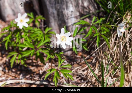 Wilde weiße Frühlingsblumen an einem sonnigen Tag, Anemone Nemorosa Nahaufnahme mit selektivem Weichzeichner Stockfoto