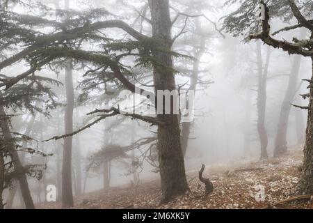 Nebel im Wald Stockfoto
