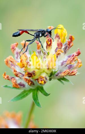 Rotbanderige Sandwespe (Ammophila sabulosa) Stockfoto