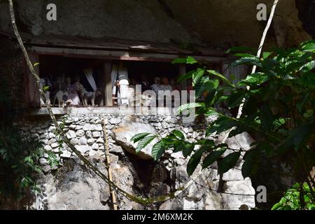 Hölzerne Statue, die den Verstorbenen repräsentiert, der auf Felsklippen platziert wird. Diese Methode ist eine Tradition, die als Grab für Menschen benutzt wird, die in der Toraja starben Stockfoto