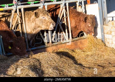 Rinderfutter auf Silagegras, County Donegal, Irland. Stockfoto