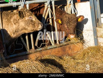 Rinderfutter auf Silagegras, County Donegal, Irland. Stockfoto