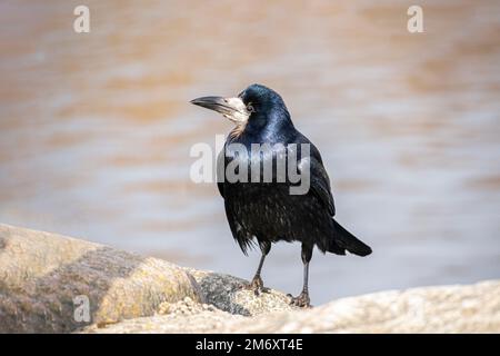 Turm (Corvus Frugilegus) Stockfoto