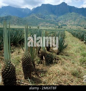 Ein Sisal (Agave Sisalana)-Plantaoin, bei dem einige Blätter von den saftigen Pflanzen geerntet werden, die die Blätter des Anbaupunktes, Tansania, Ost A, verlassen Stockfoto