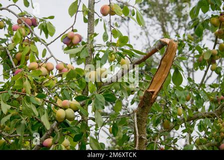 Ein gebrochener, überladener Ast, der schwere Früchte auf einem Victoria-Pflaumenbaum transportierte, in einem sehr fruchtbaren Jahr, Berkshire, August Stockfoto