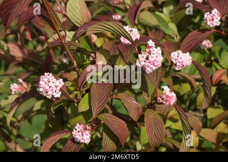 Viburnum X Bodnantense „Dawn“ mit duftenden rosa Blumensträngen und grünen Blättern, die im Herbst, Berkshire, im Oktober rot werden Stockfoto