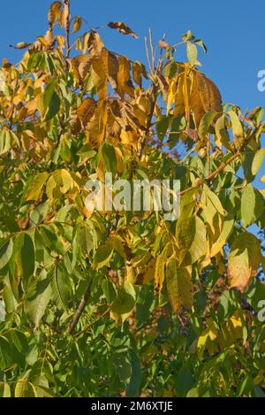 Walnussbaum (Juglans regia) mit Blättern in leuchtenden Herbstfarben Gelb, Braun und Grün, vor einem blauen Himmel in einem Gartengarten, Berkshire, Octobe Stockfoto