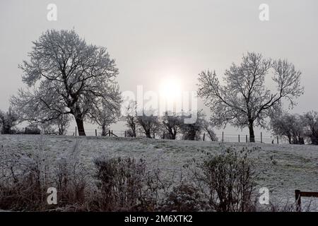 Dicker, weißer Hahnenfrost und eine trübe Morgensonne, die an einem grauen Wintermorgen, nachdem der Nebel im Dezember in Berkshire gefriert hatte, blattlose Eschen umhüllt Stockfoto