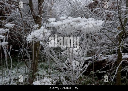 Eiskraut oder Reisig aus gefrierendem Nebel an einem stumpfen, grauen Dezembermorgen, der sich auf den ausgesäten Orangenbänken von gewöhnlichem Hogweed und Baumzweigen in Berkshire bildet Stockfoto