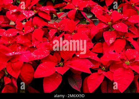 Rote Poinsettia in freier Luft auf Fuerteventura, Spanien Stockfoto