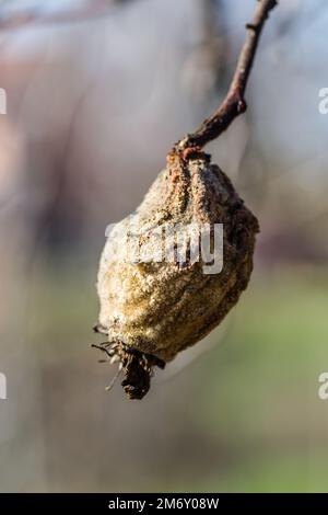 Trockene Quittenfrucht in der Baumkrone. Trockener Apfel, Quitten, verdorbenes Obst auf dem Baum im Obstgarten, Bio-Lebensmittel. Stockfoto