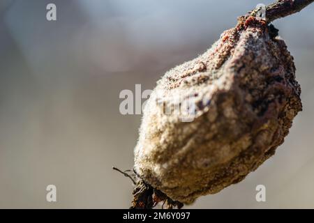 Trockene Quittenfrucht in der Baumkrone. Trockener Apfel, Quitten, verdorbenes Obst auf dem Baum im Obstgarten, Bio-Lebensmittel. Stockfoto