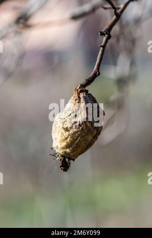 Trockene Quittenfrucht in der Baumkrone. Trockener Apfel, Quitten, verdorbenes Obst auf dem Baum im Obstgarten, Bio-Lebensmittel. Stockfoto