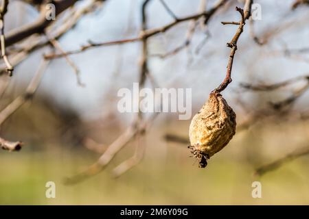 Trockene Quittenfrucht in der Baumkrone. Trockener Apfel, Quitten, verdorbenes Obst auf dem Baum im Obstgarten, Bio-Lebensmittel. Stockfoto