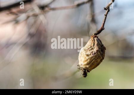 Trockene Quittenfrucht in der Baumkrone. Trockener Apfel, Quitten, verdorbenes Obst auf dem Baum im Obstgarten, Bio-Lebensmittel. Stockfoto