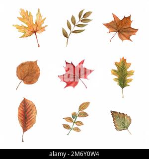 Aquarell aus Herbstblättern auf weißem Hintergrund. Schöne Blätter. Herbstblätter, natürliche Äste, bunte Kräuter, handgezeichnet in wa Stockfoto