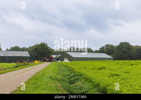 Moderner Bauernhof mit Landstraße und Feld mit Ringelblumen gegen Nematoden und trockenem Graben mit Brennnessel Stockfoto