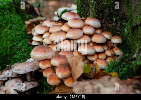 Braunpilzanhäufung im Wald. Tufted Hypholomea (Hypholoma fasciculare). Stockfoto