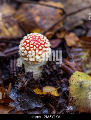 Amanita muscaria (Amanite tue-mouches oder Fausse Orangen) gefährliche Pilze. Schneiden Sie Amanita muscaria. Nahaufnahme von Amanita muscaria Stockfoto