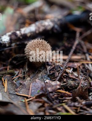 Papillenpilze (Vesse-de-loup hérisson) Stockfoto