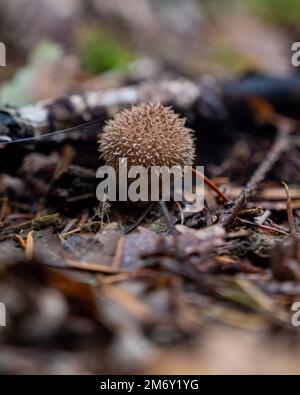 Papillenpilze (Vesse-de-loup hérisson) Stockfoto